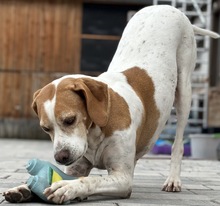 ARTEMIS, Hund, Mischlingshund in Mehlbach - Bild 7