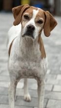 ARTEMIS, Hund, Mischlingshund in Mehlbach - Bild 8
