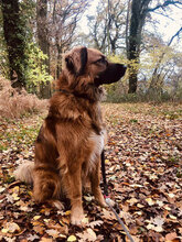GRIGORITOY, Hund, Mischlingshund in Berlin - Bild 1
