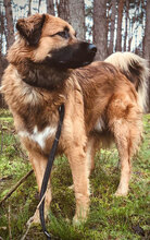 GRIGORITOY, Hund, Mischlingshund in Berlin - Bild 2