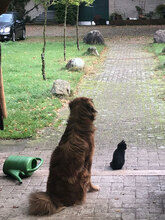 GRIGORITOY, Hund, Mischlingshund in Berlin - Bild 5