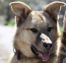 TOMMY, Hund, Mischlingshund in Bulgarien - Bild 1