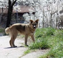TOMMY, Hund, Mischlingshund in Bulgarien - Bild 2