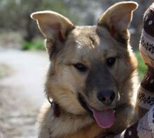 TOMMY, Hund, Mischlingshund in Bulgarien - Bild 3