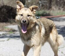 TOMMY, Hund, Mischlingshund in Bulgarien - Bild 6