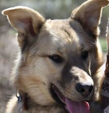 TOMMY, Hund, Mischlingshund in Bulgarien - Bild 7