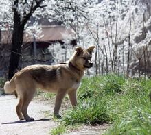 TOMMY, Hund, Mischlingshund in Bulgarien - Bild 8