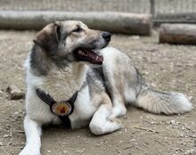 DELILAH, Hund, Mischlingshund in Rennertshofen
