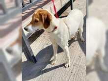 PELLE, Hund, Mischlingshund in Griechenland - Bild 3