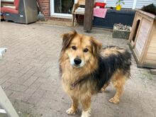 BALOO, Hund, Mischlingshund in Rosendahl - Bild 3