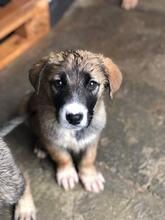 ALARA, Hund, Mischlingshund in Bulgarien - Bild 1