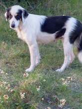 LINDA, Hund, Mischlingshund in Griechenland - Bild 1