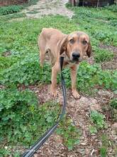 TODD, Hund, Mischlingshund in Griechenland - Bild 1