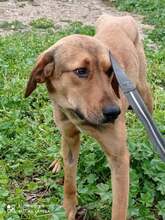 TODD, Hund, Mischlingshund in Griechenland - Bild 3
