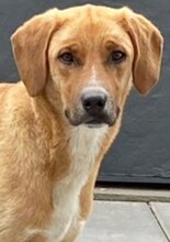 ROULI, Hund, Mischlingshund in Griechenland - Bild 1