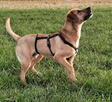 ROULI, Hund, Mischlingshund in Griechenland - Bild 11