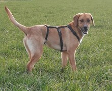 ROULI, Hund, Mischlingshund in Griechenland - Bild 9