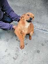 SERAS, Hund, Mischlingshund in Italien - Bild 2
