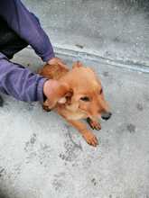 FALCO, Hund, Mischlingshund in Italien - Bild 2