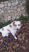 ALVIN, Hund, Mischlingshund in Italien - Bild 2
