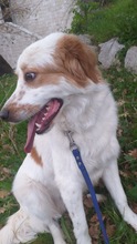 ALVIN, Hund, Mischlingshund in Italien - Bild 4