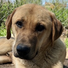 NOBU, Hund, Mischlingshund in Griechenland - Bild 1