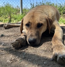 NOBU, Hund, Mischlingshund in Griechenland - Bild 10