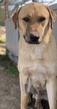 NOBU, Hund, Mischlingshund in Griechenland - Bild 3