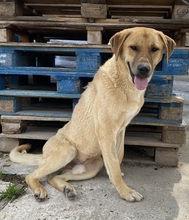 NOBU, Hund, Mischlingshund in Griechenland - Bild 4
