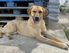 NOBU, Hund, Mischlingshund in Griechenland - Bild 5