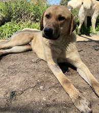 NOBU, Hund, Mischlingshund in Griechenland - Bild 7