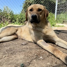 NOBU, Hund, Mischlingshund in Griechenland - Bild 8