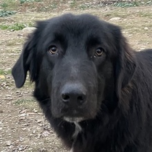 AVERY, Hund, Mischlingshund in Griechenland - Bild 1