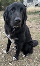 AVERY, Hund, Mischlingshund in Griechenland - Bild 10