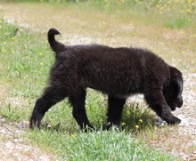 AVERY, Hund, Mischlingshund in Griechenland - Bild 14