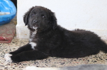 AVERY, Hund, Mischlingshund in Griechenland - Bild 15