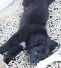 AVERY, Hund, Mischlingshund in Griechenland - Bild 16