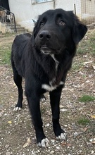 AVERY, Hund, Mischlingshund in Griechenland - Bild 2