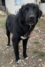 AVERY, Hund, Mischlingshund in Griechenland - Bild 3