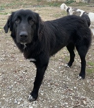 AVERY, Hund, Mischlingshund in Griechenland - Bild 4