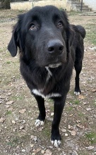 AVERY, Hund, Mischlingshund in Griechenland - Bild 8