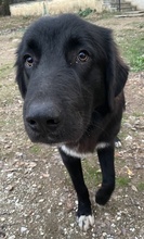 AVERY, Hund, Mischlingshund in Griechenland - Bild 9