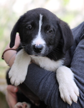 KAREV, Hund, Mischlingshund in Griechenland - Bild 3