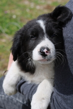 MCDREAMY, Hund, Mischlingshund in Griechenland - Bild 5