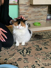 LIVADA, Katze, Hauskatze in Bulgarien - Bild 7