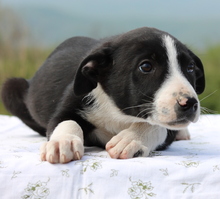 OMALLEY, Hund, Mischlingshund in Griechenland - Bild 3