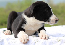 OMALLEY, Hund, Mischlingshund in Griechenland - Bild 5