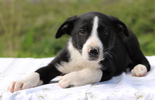 OMALLEY, Hund, Mischlingshund in Griechenland - Bild 7