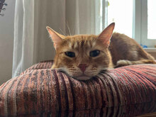 GRASSHOPPER, Katze, Hauskatze in Bulgarien - Bild 11