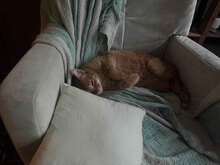 GRASSHOPPER, Katze, Hauskatze in Bulgarien - Bild 13